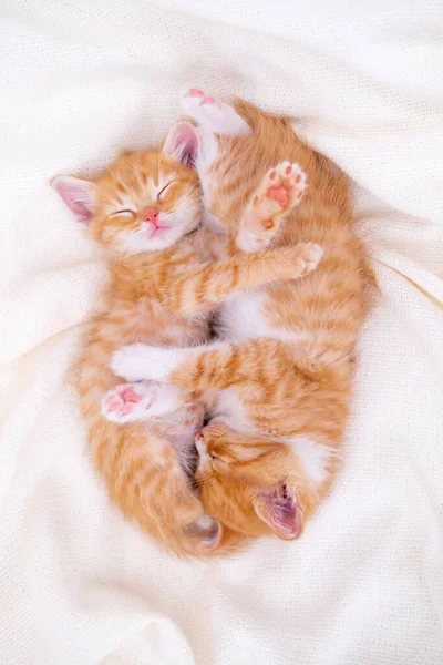 Dos lindos gatitos a rayas de jengibre durmiendo manta blanca en la cama. Concepto de adorables gatitos. Relajarse mascotas domésticas — Foto de Stock