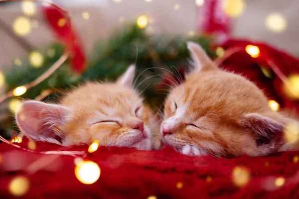 Dois gatinhos de gengibre dormindo com luzes de Natal no vermelho. Laranja vermelho Gatos sonhos felizes. Férias e relaxar — Fotografia de Stock