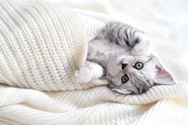 Vicces aranyos kis csíkos skót hajtogatott macska feküdt fehér. Fogantatás imádnivaló háziállat macskák Stock Fotó