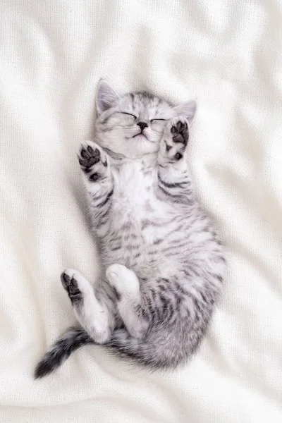 Aranyos vicces csíkos skót hajtogatott cica alszik hátán fehér takaró az ágyon. Elképzelése imádnivaló kis háziállatok. Nyugi háziállatok Jogdíjmentes Stock Képek