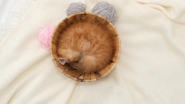 Mignon chaton rouge Chat dormant avec des boules roses et grises écheveaux de fil dans le panier sur lit blanc — Video