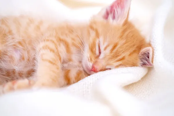 Gatinho de gengibre listrado bonito dormindo cobertor branco deitado na cama. Conceito de gatos adoráveis. Relaxe animais domésticos — Fotografia de Stock