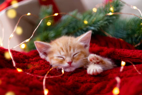 Gyömbércica karácsonyi lámpákkal a piroson alszik. Narancs Piros Macska Boldog Álmokat. Ünnepek és pihenés Stock Kép