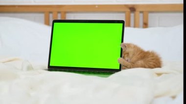 Küçük kırmızı kedi yavrusu yeşil ekranlı bir dizüstü bilgisayara bakıyor. Kediler ve kediler için mal reklamı. Krom anahtar.
