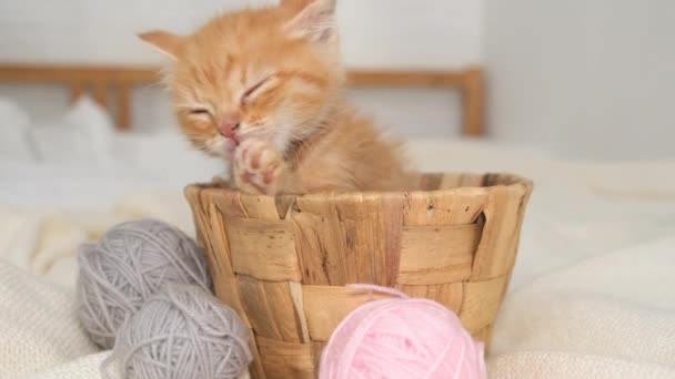 Χαριτωμένο κόκκινο γατάκι γάτα παίζει στο καλάθι με ροζ και γκρι μπάλες skeins του νήματος σε λευκό κρεβάτι — Αρχείο Βίντεο