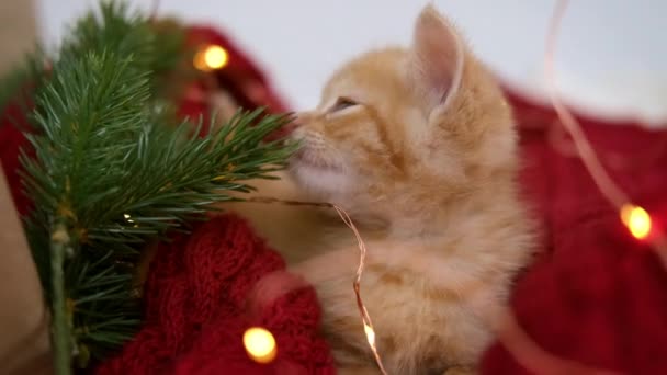 Kis karácsonyi macska kíváncsi csíkos narancs gyömbér cica megpróbál enni fenyő játszik karácsonyi fények,. Furcsa helyzet. — Stock videók