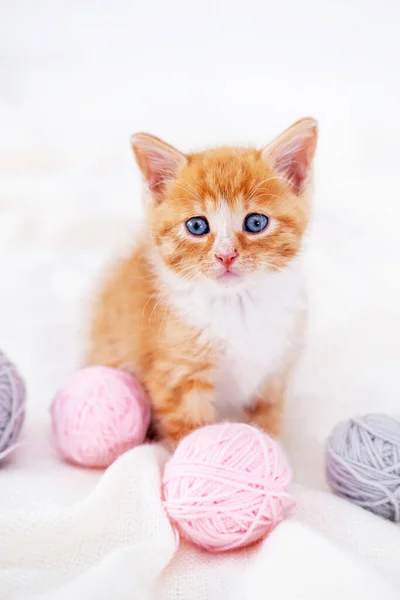 Gato lindo gatito rojo con bolas rosadas y grises madejas de hilo en la cama blanca. vertical Fotos De Stock