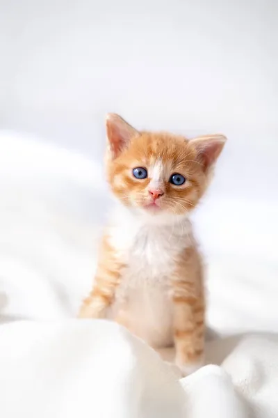 Retrato lindo a rayas rojo jengibre gatito con grandes ojos acostado en la cama blanca en casa. Kitty mirando la cámara. Concepto de felíz adorable gato mascotas Imagen De Stock
