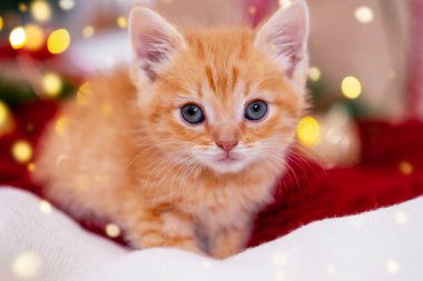 Şenlik arka planında büyük gözleri olan kızıl bir Noel kedisi. Noel ışıkları olan turuncu kırmızı kedi. Tatiller ve evcil hayvanlar