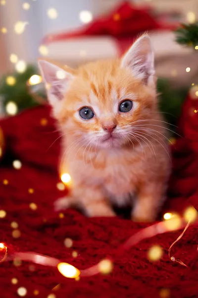 Gatinho de gengibre de cartão de Natal com grandes olhos em fundo festivo. Gato vermelho alaranjado com luzes de Natal. Feriados e animais de estimação — Fotografia de Stock