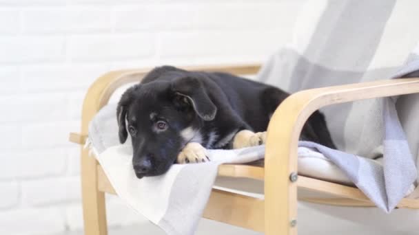 Portrait Cute German shepherd puppy dog lying on the chair at home waiting lovely friend owner — Stock Video