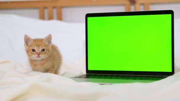 Pequeño gatito rojo mira en un ordenador portátil con pantalla verde. Publicidad de productos para gatos y gatitos. Clave de croma. — Vídeos de Stock