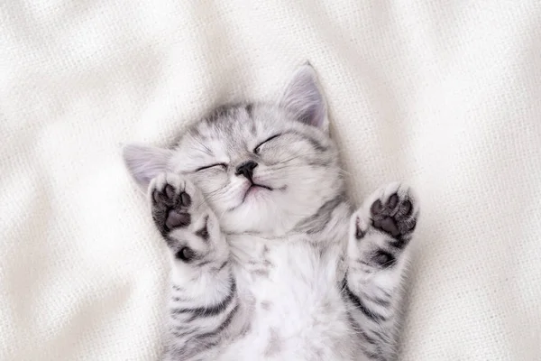 Симпатичный шотландский котенок в полоску спит на спине, белое одеяло на кровати. Концепция очаровательных маленьких домашних животных. Отдых домашних животных — стоковое фото