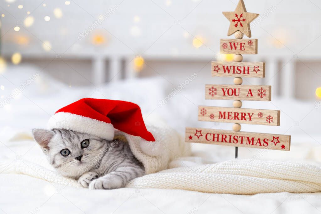 Christmas cat card We wish you a merry Christmas. Little curious funny striped Scottish fold kitten in Christmas red Santa hat on white bed at home.