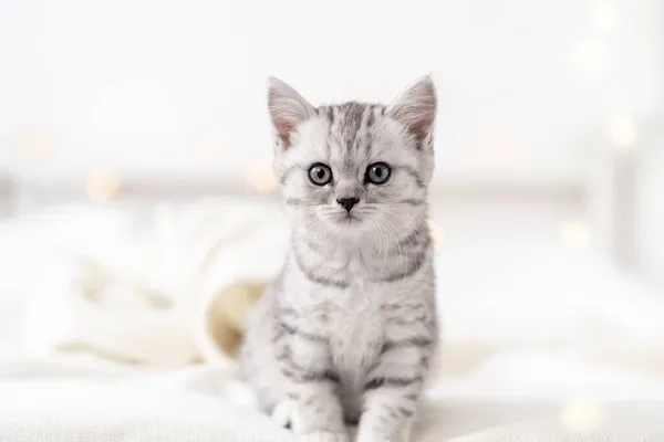 Portrait süße kleine gestreifte Scottish fold Kitten Cat auf weiß. Konzept liebenswerte Haustiere Katzen. Kopierraum für Text — Stockfoto