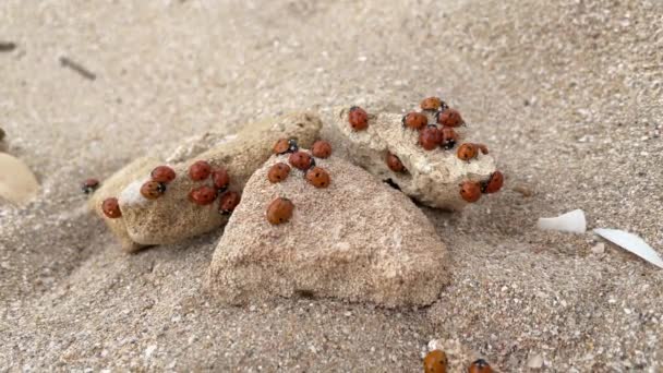 Group of ladybugs on rocks sand on the beach. Anomaly. Lot of ladybugs crawl together. — Stock Video