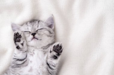 Sevimli komik çizgili İskoç kedi yavrusu yatakta sırt üstü uzanmış beyaz battaniye üzerinde uyuyor. Sevimli küçük evcil hayvan kavramı. Sakin olun evcil hayvanlar. Kopyalama alanı.