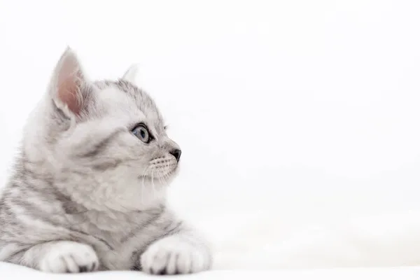 Portrait süße kleine gestreifte Scottish fold Kitten Cat auf weiß. Konzept liebenswerte Haustiere Katzen. Kopierraum für Text — Stockfoto