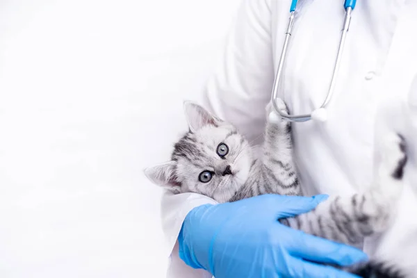 Врач-ветеринар с маленьким серым шотландским котенком на руках в клинике для животных. Копировальное пространство для текста — стоковое фото