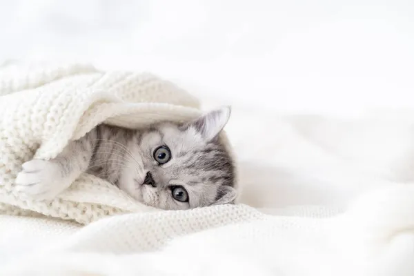 Portret cute little paski Scottish krotnie Kotek na białym. Koncepcja uroczych kotów domowych. Copyspace dla tekstu — Zdjęcie stockowe