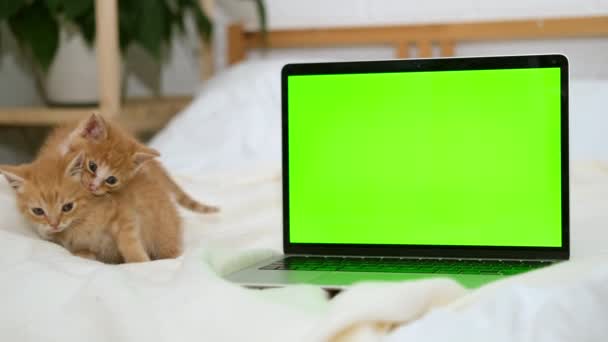 Piccolo gattino rosso guarda in un computer portatile con schermo verde. Pubblicità di prodotti per gatti e gattini. Chiave cromatica. — Video Stock