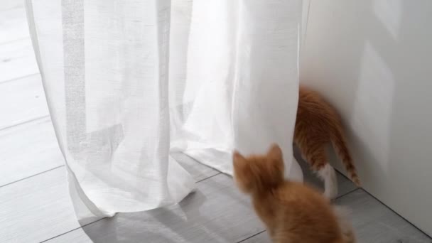 两只好奇的猫在玩白色的窗帘，挂着，跳起来，躲在家里 — 图库视频影像