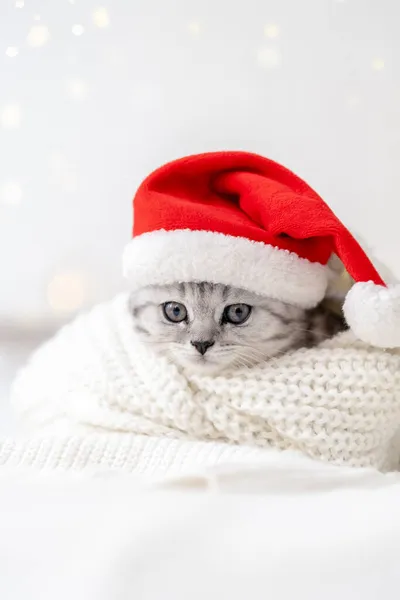 Biglietto natalizio per gatti Piccolo curioso simpatico gattino scozzese a strisce piega in Natale rosso cappello Santa sul letto bianco a casa — Foto Stock
