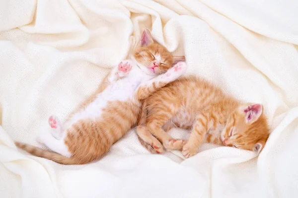 두 마리의 귀여운 줄무늬 생강 새끼가 침대에 누워 하얀 담요를 깔고 잔다. 사랑 스러운 작은 고양이의 개념. 애완 동물의 긴장을 풀라 — 스톡 사진