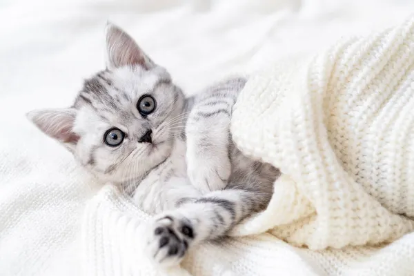 Divertente simpatico piccolo gattino scozzese pieghevole a strisce sdraiato sul bianco. Concetto adorabile animali domestici gatti — Foto Stock