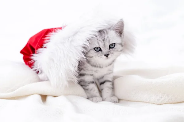 Navidad gato tarjeta poco curioso divertido rayas escocés pliegue gatito en Navidad rojo Papá Noel sombrero en blanco cama en casa Imagen De Stock