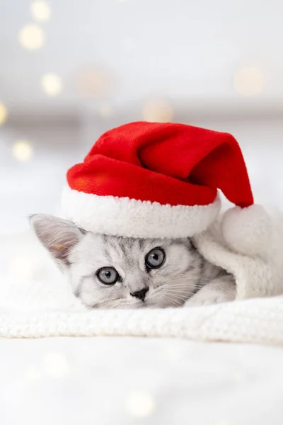 Karácsonyi macska kártya Kis kíváncsi vicces csíkos skót fold cica karácsonykor piros Mikulás kalap fehér ágy otthon Jogdíjmentes Stock Fotók
