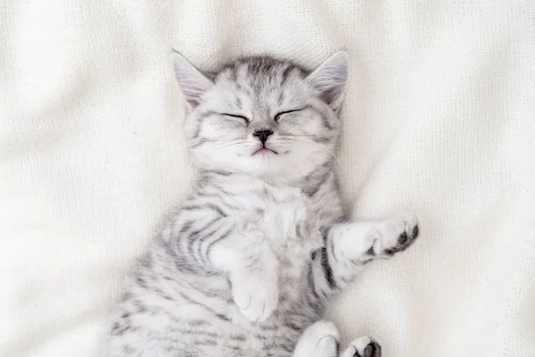 Cute funny striped Scottish fold kitten sleeping lying on back white blanket on bed. Concept of adorable little pets. Relax domestic pets — Stock Photo, Image