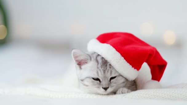 Retrato gato de Natal Pouco curioso engraçado listrado escocês dobra gatinho no Natal chapéu de Papai Noel vermelho na cama branca adormecer em casa — Vídeo de Stock