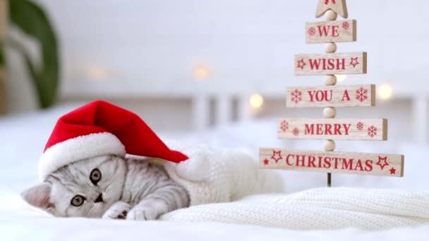 Desejamos-lhe um Feliz Natal Pouco curioso engraçado listrado escocês dobrar gatinho no Natal chapéu de Papai Noel vermelho na cama em casa. Natal sorrindo gato — Vídeo de Stock