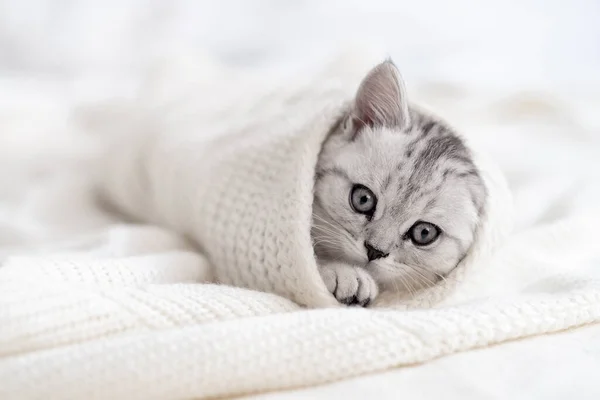 Küçük şirin çizgili İskoç katlı kedi yavrusu. Sevimli kedileri düşün. Metin için kopyalama alanı — Stok fotoğraf