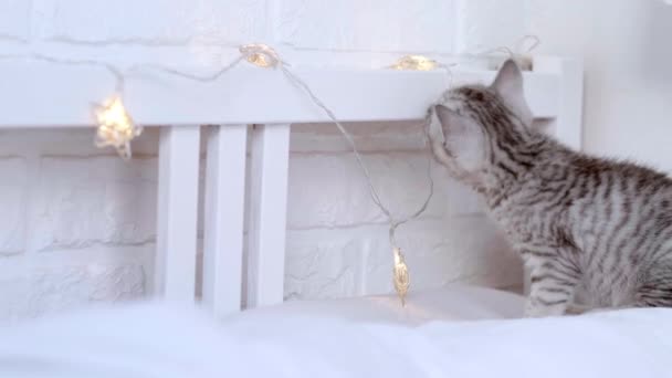 Katze bricht Weihnachtsdekoration Wenig merkwürdig lustiges gestreiftes schottisches Klappkätzchen, Katze wirft Weihnachtsbeleuchtung mit Pfote ab, spielt mit Weihnachtsbeleuchtung Girlande auf dem Bett zu Hause — Stockvideo