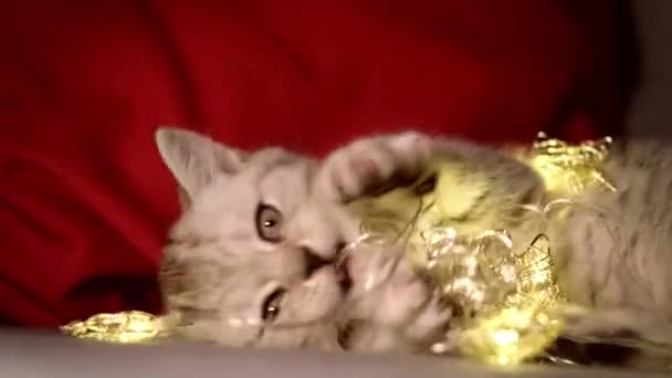 Chat de Noël Portrait chaton rayé jouant avec des lumières de Noël guirlande sur fond rouge festive. Kitty regardant la caméra — Video