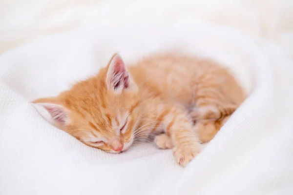 Cute pasiasty rudy kotek śpi leżąc biały koc na łóżku. Koncepcja uroczych kotków. Relaks zwierzęta domowe — Zdjęcie stockowe