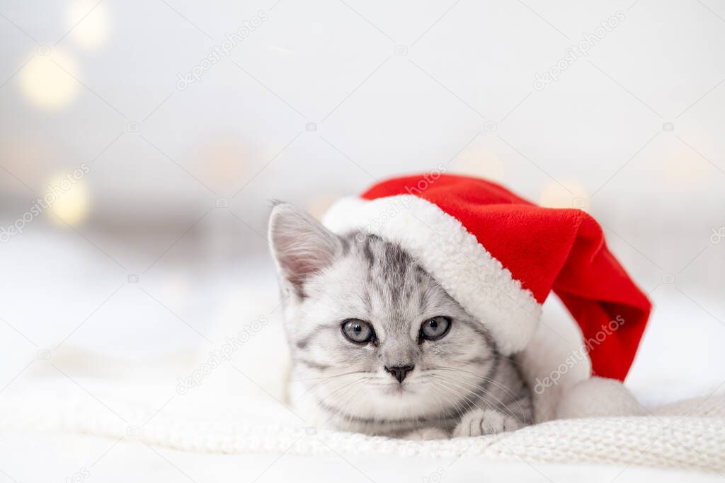 Christmas cat card Little curious funny striped Scottish fold kitten in Christmas red Santa hat on white bed at home
