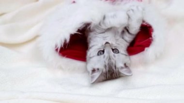 Noel kedisi, beyaz arka planda kırmızı Noel Baba şapkalı komik çizgili kedi yavrusu.