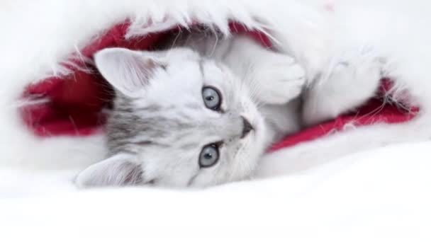 Різдвяний кіт Маленький цікавий смішний смугастий кошеня в різдвяному червоному капелюсі Санта на білому тлі — стокове відео