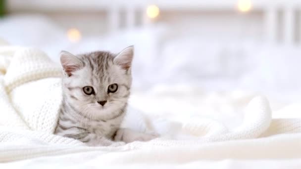 Porträtt Rolig söt liten randig skotsk vik Kattunge katt liggande på vit säng hemma med julbelysning på bakgrunden. Begreppet bedårande husdjur katter — Stockvideo