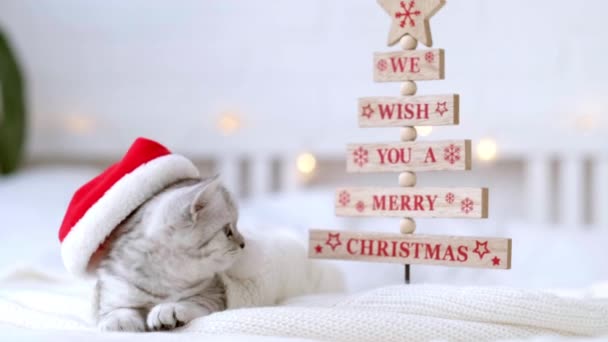 Vi auguriamo un buon Natale Piccolo curioso divertente gattino scozzese piega a righe in Natale rosso cappello di Babbo Natale sul letto a casa. Natale gatto sorridente — Video Stock