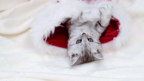 Gato de Natal Pouco curioso engraçado gatinho listrado no Natal chapéu de Papai Noel vermelho no fundo branco — Vídeo de Stock