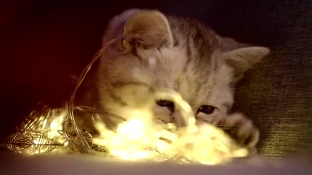 Vánoční kočka Portrét pruhované kotě hrát s vánoční světla věnce na slavnostním červeném pozadí. Kitty se dívá do kamery — Stock video