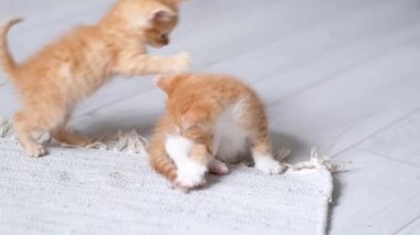 4k Evde oynayan iki küçük kırmızı kızıl çizgili, oyuncu kedi yavrusu. Kediler birlikte oynar, takla atar, yuvarlanır, gri zeminde komik pozlar verir. Sağlıklı sevimli evcil hayvanlar ve kediler