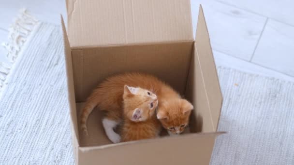 4k Dos gatitos de jengibre jugando en casa. Curiosos juguetones divertidos a rayas gatos rojos ocultos dentro de la caja, subió alto en la parte superior de la caja de cartón, entrar y salir. — Vídeo de stock