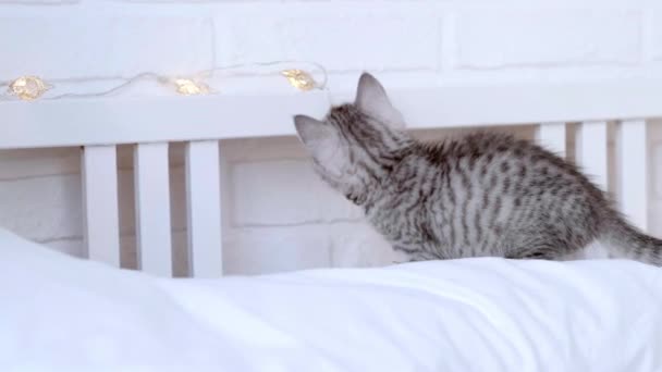 Gato rompe decoraciones navideñas poco curioso divertido rayas pliegue escocés gatito, gato tira de las luces de Navidad con la pata, juega con luces de Navidad guirnalda en la cama en casa — Vídeos de Stock