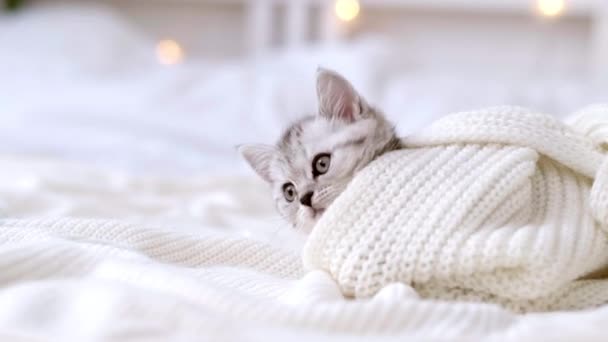 성탄절 조명을 배경으로 집에 하얀 침대에 누워 있는 스코티시폴드의 귀여운 고양이 인형이다. 귀여운 애완 고양이 — 비디오
