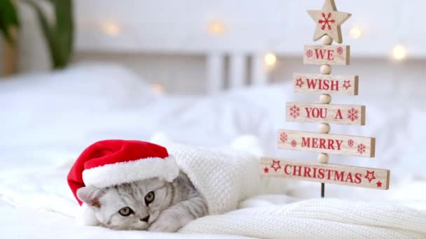 Desejamos-lhe um Feliz Natal Pouco curioso engraçado listrado escocês dobrar gatinho no Natal chapéu de Papai Noel vermelho na cama em casa. Natal sorrindo gato — Vídeo de Stock